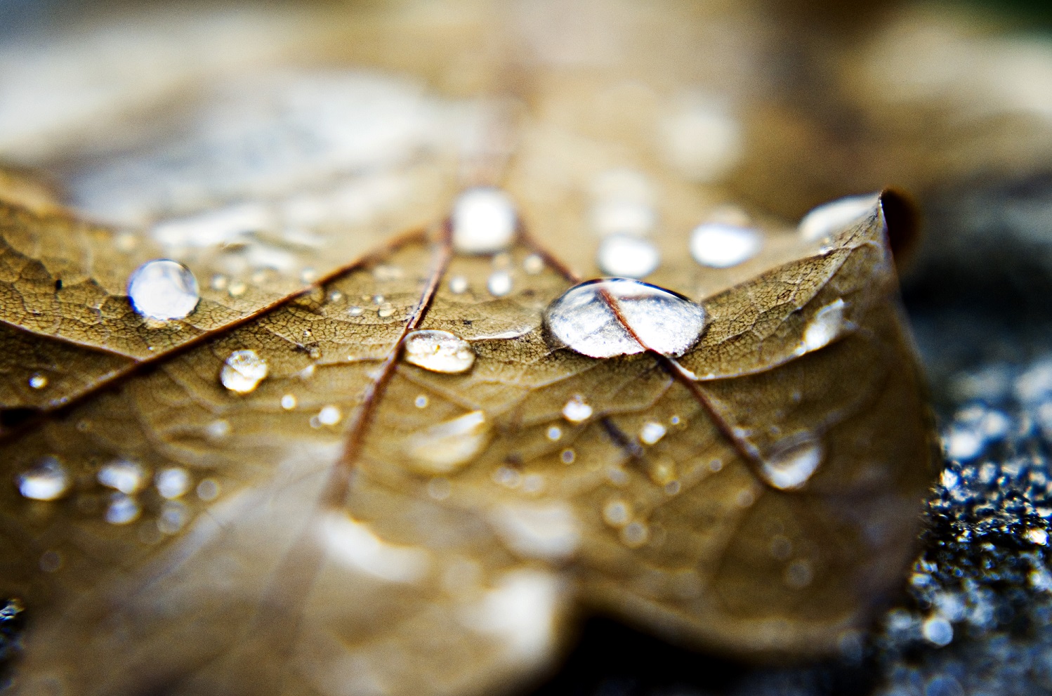 Droplets On Brown Leaf