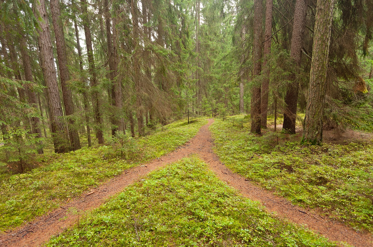 A Single Alpine Path Splits In Two Different Directions. It’s An Autumnal Cloudy Day