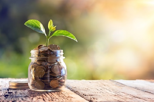 Plant Growing In Savings Coins – Investment And Interest Concept