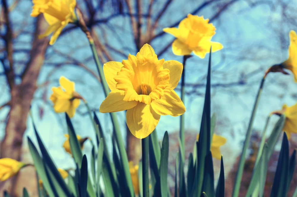 Daffodils In Spring